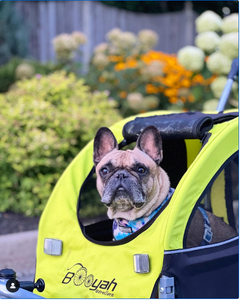 Choosing the Perfect Dog Stroller: A Guide to Keep Your Pup Comfortable on the Go