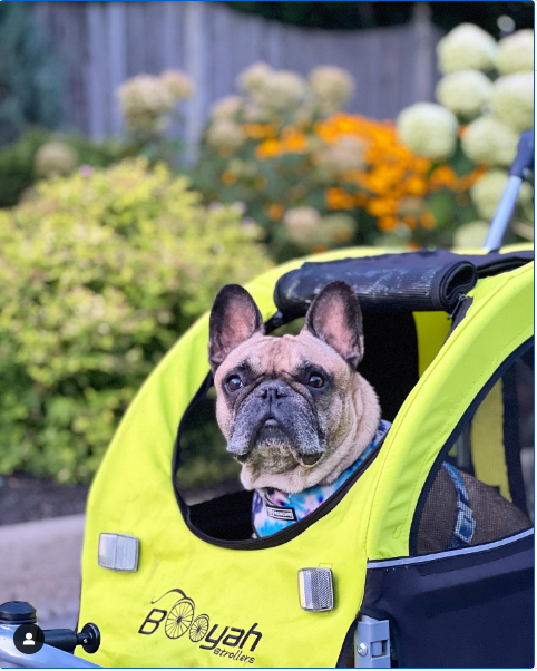 Choosing the Perfect Dog Stroller: A Guide to Keep Your Pup Comfortable on the Go