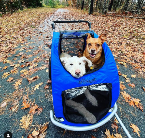 Extra Large Pet Dog Stroller and Bicycle Trailer with Suspension - Orange.